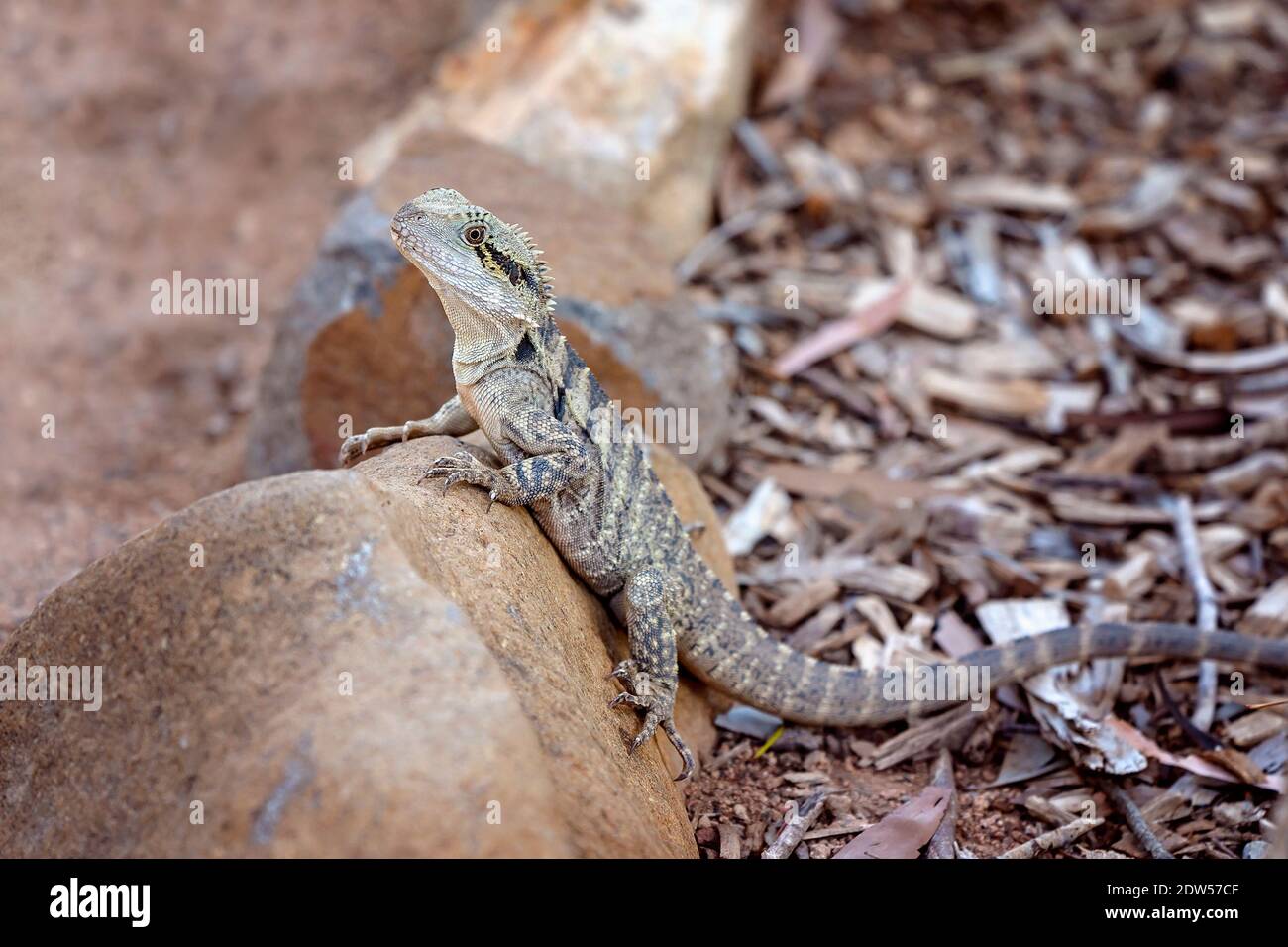 Ein australischer östlicher Wasserdrache, der auf einem Felsen sitzt Stockfoto