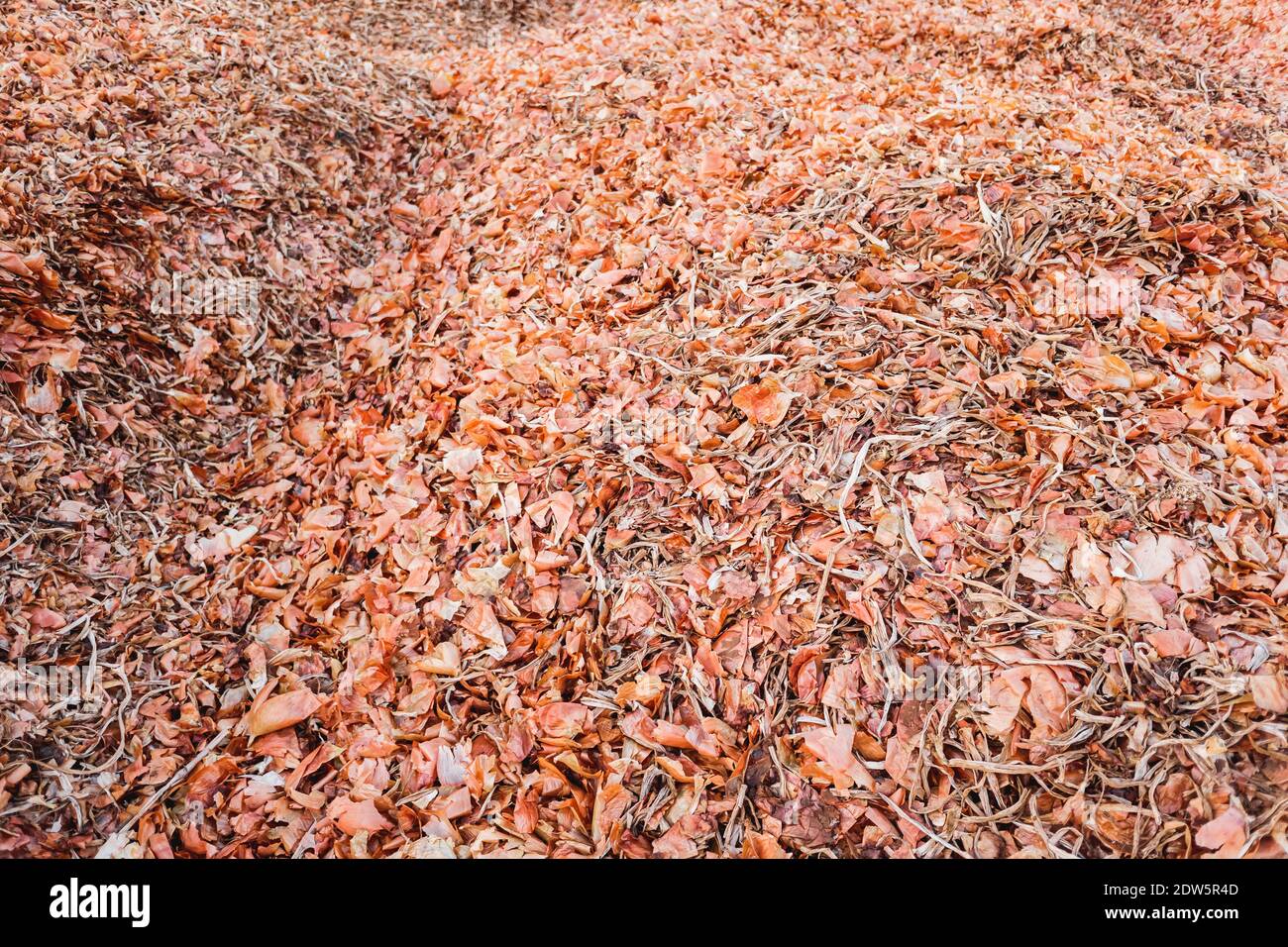 Zwiebelschale nach der Ernte vom Feld, zum Trocknen zum Kompost gelassen. Stockfoto