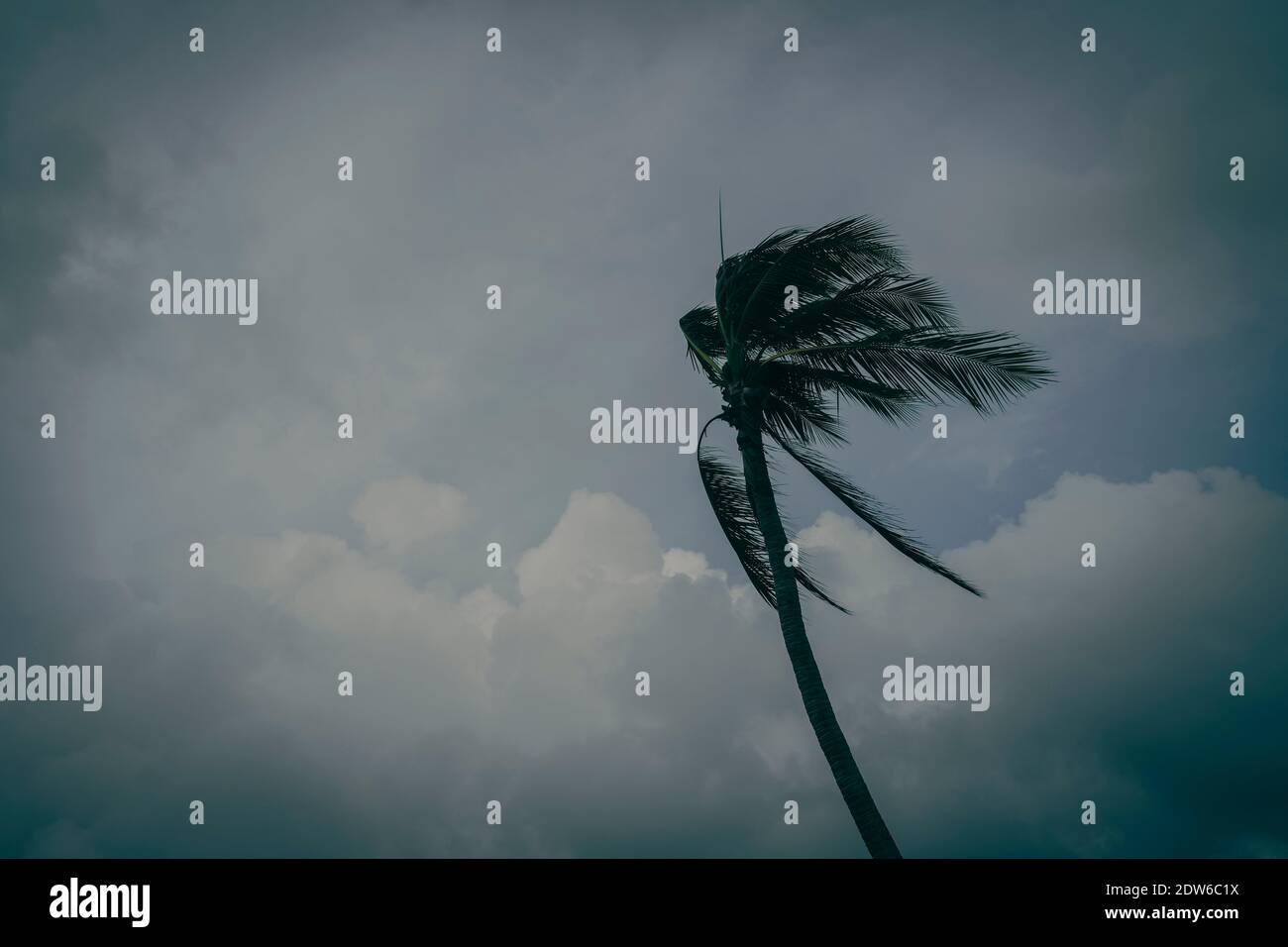 Palme i der Wind am bewölkten Tag Stockfoto