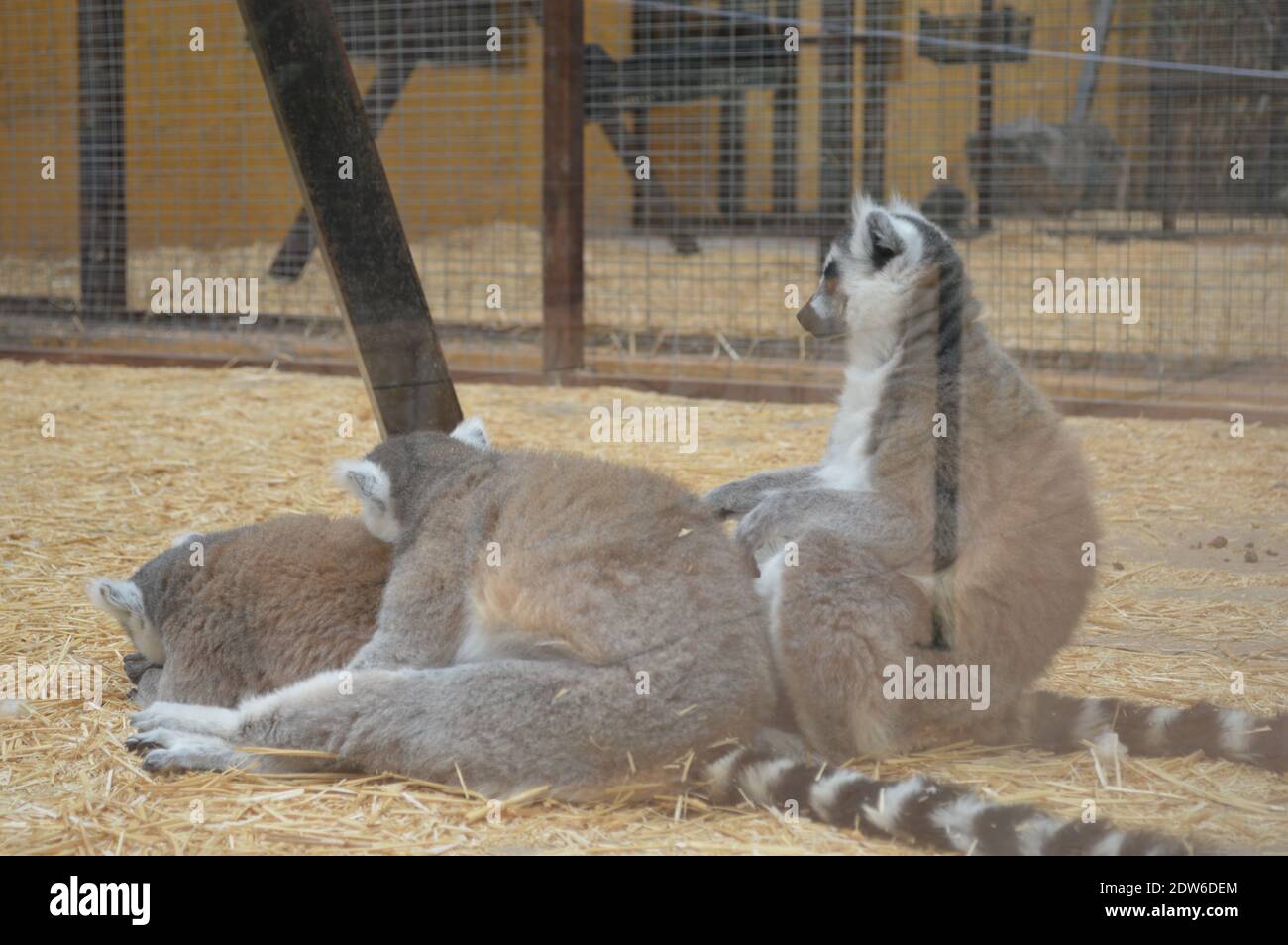 Tiere, Engel, Bilder, Reise Blog, folgen, wie, afrika, Fotos, Landschaft, Magazin, tv, Nachrichten, genießen, Liebe, kostenlos, covid, Markt, Lager, Bitcoin, App, google, Reiseführer Stockfoto
