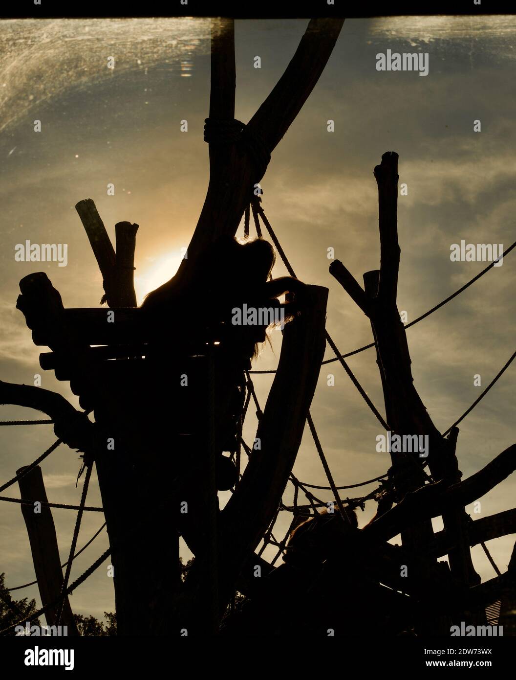 Balken, Baumstämme und Klettergerüst des Affen- oder Affengeheges eines Zoos oder Tierschutzgebietes, die gegen die untergehende Sonne silhouettiert sind Stockfoto