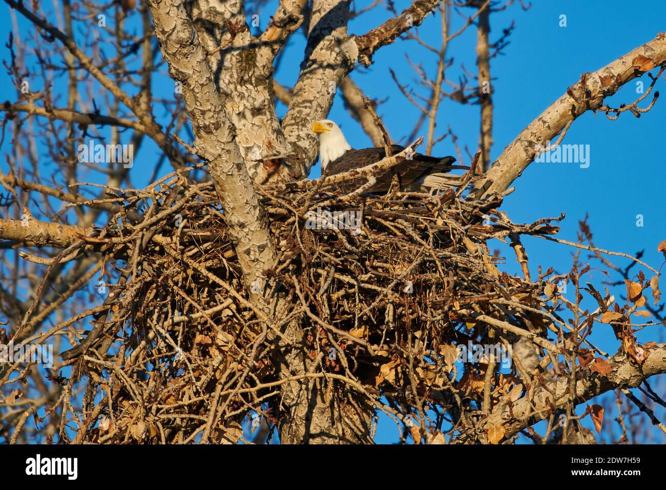 Weißkopfseeadler (Haliaeetus leucocephalus) sitzt am Nest nach der Lieferung ein Neststock, Calgary, Carburn Park, Alberta, Kanada Stockfoto