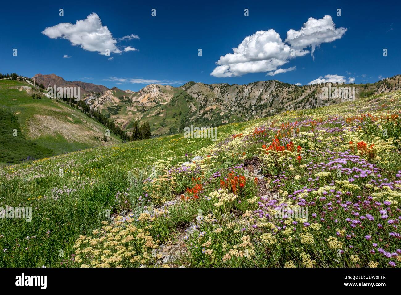 Süßer Sommergeruch Stockfoto