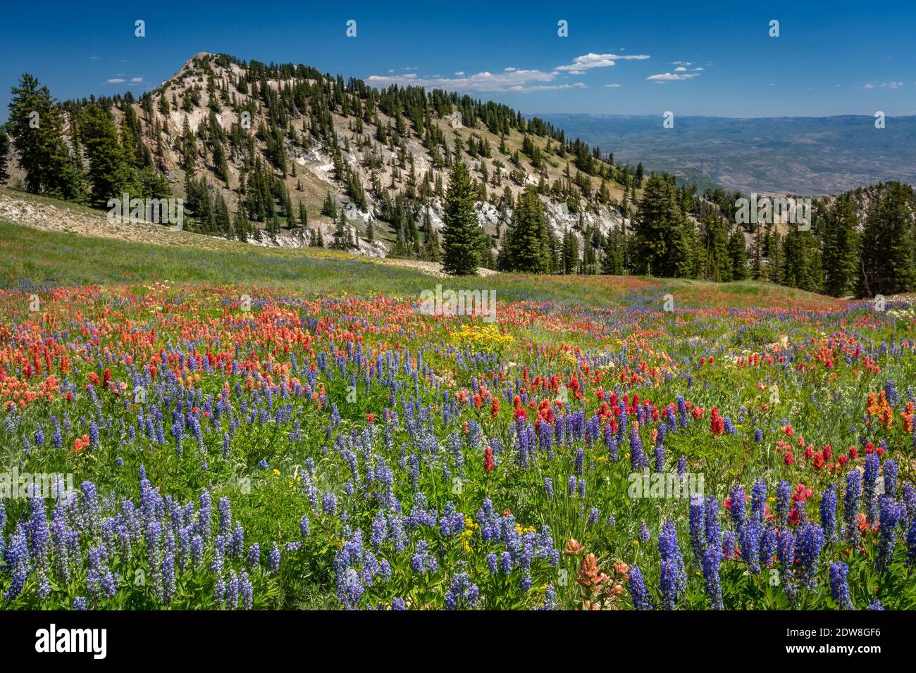 Süßer Sommergeruch Stockfoto