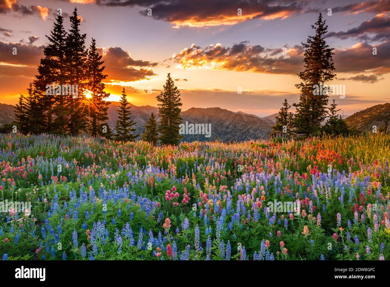 Süßer Sommergeruch Stockfoto