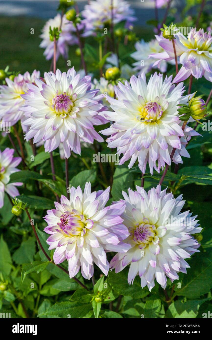 "Crazy Love" Formale dekorative Dahlie, Dekorativdahlia (Dahlia x Hortensis) Stockfoto