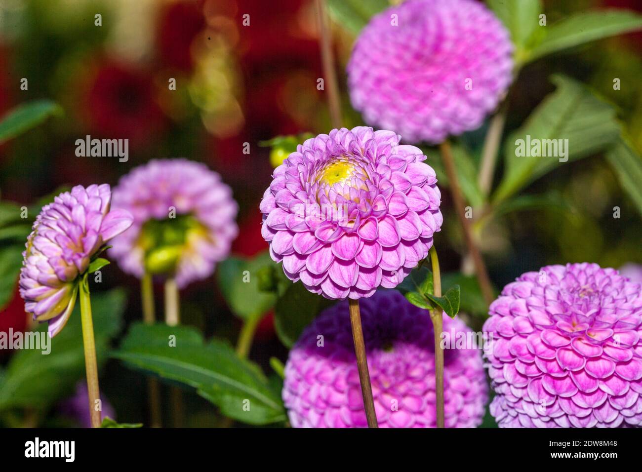 "Pomponette 'Pompon Dahlien, Pompondahlia (Dahlia x Hortensis) Stockfoto