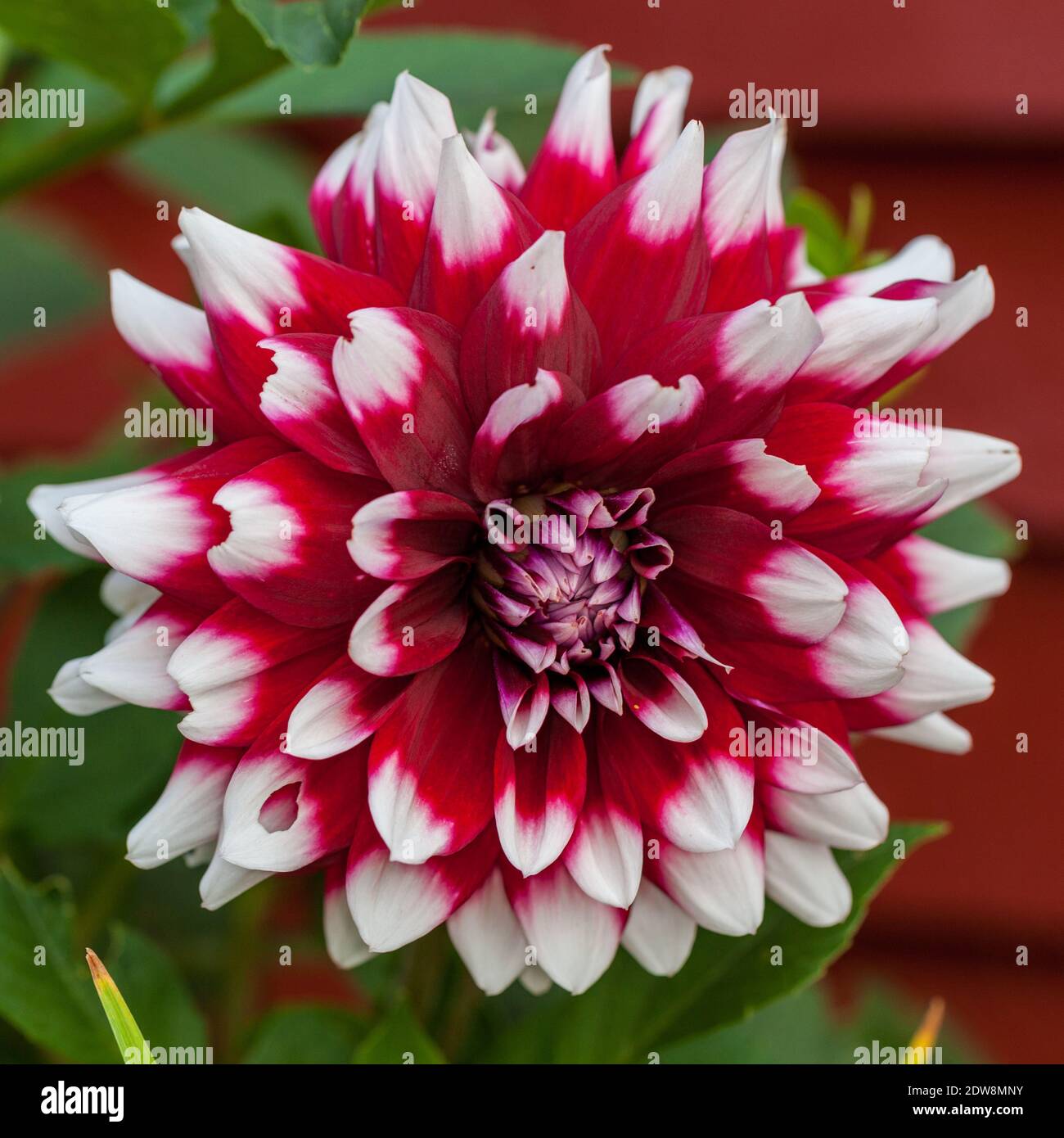 "Ariko' formalen Dekorative Dahlie, Dekorativdahlia (Dahlia x Pinnata) Stockfoto