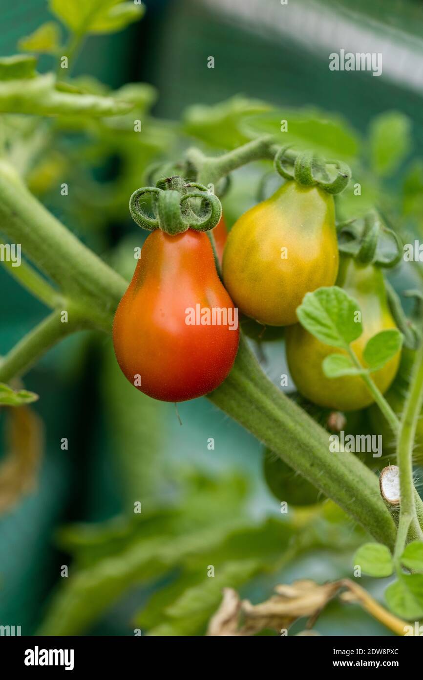 'Red Pear" Pärontomat Tomate (Solanum Lycopersicum) Stockfoto