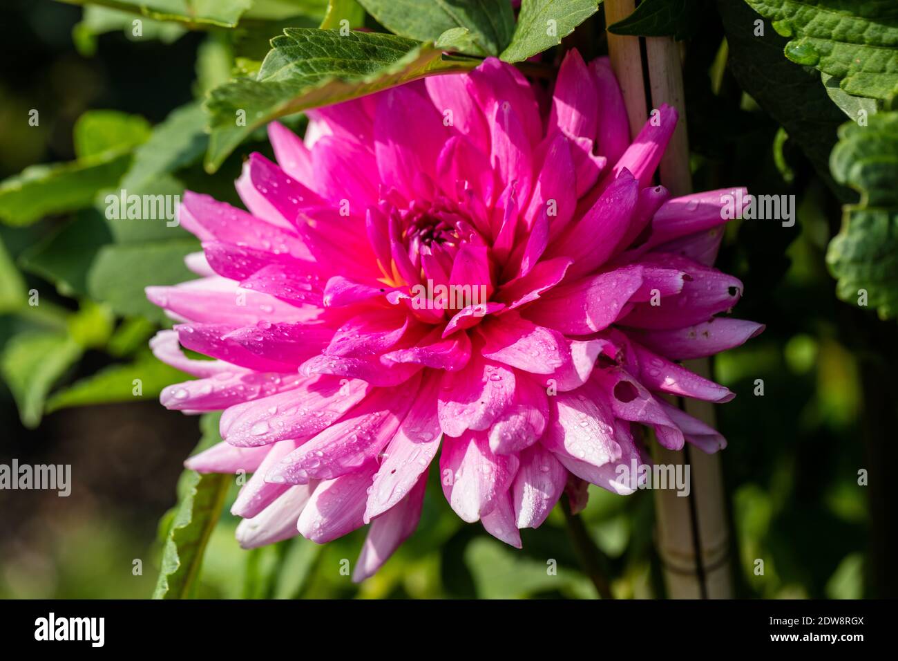 "Rosella" Formale dekorative Dahlie, Dekorativdahlia (Dahlia x Hortensis) Stockfoto