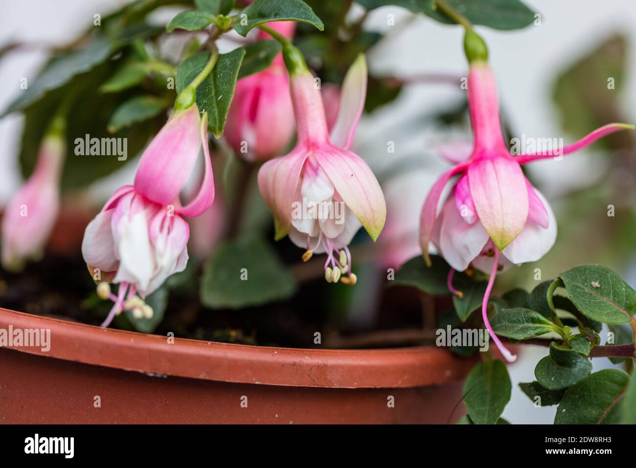 „El Camino“ Fuchsia, Blodsdroppe (Fuchsia hybrida) Stockfoto