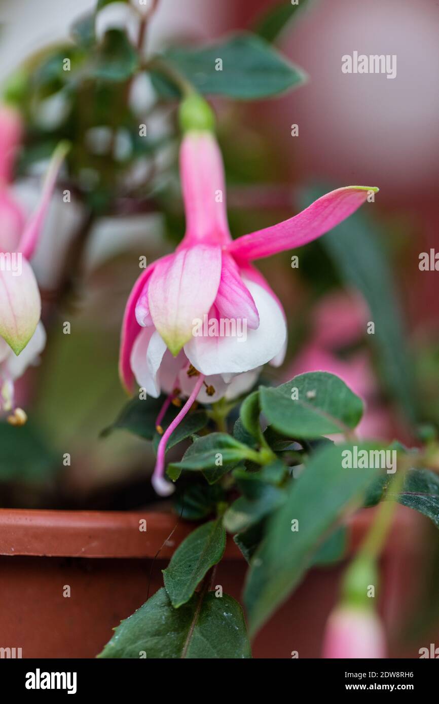 „El Camino“ Fuchsia, Blodsdroppe (Fuchsia hybrida) Stockfoto