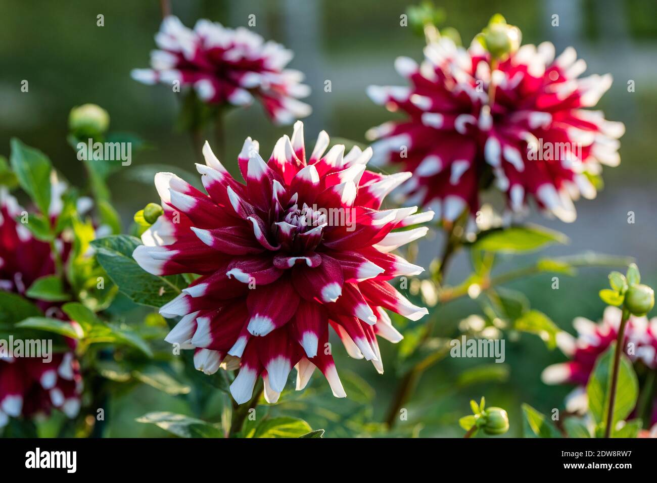 'duet' formell Dekorative Dahlien, Dekorativdahlien (Dahlien x Hortensis) Stockfoto