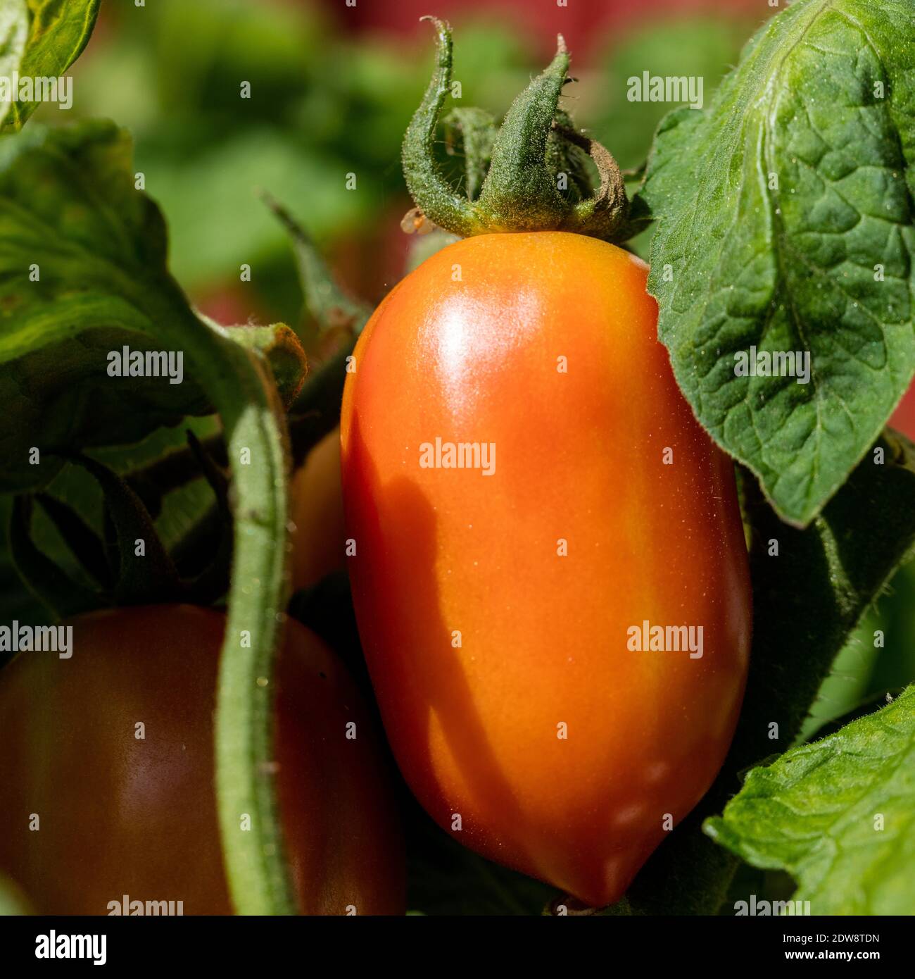 „Roma VF“-Tomate, Plommontomat (Solanum lycopersicum) Stockfoto