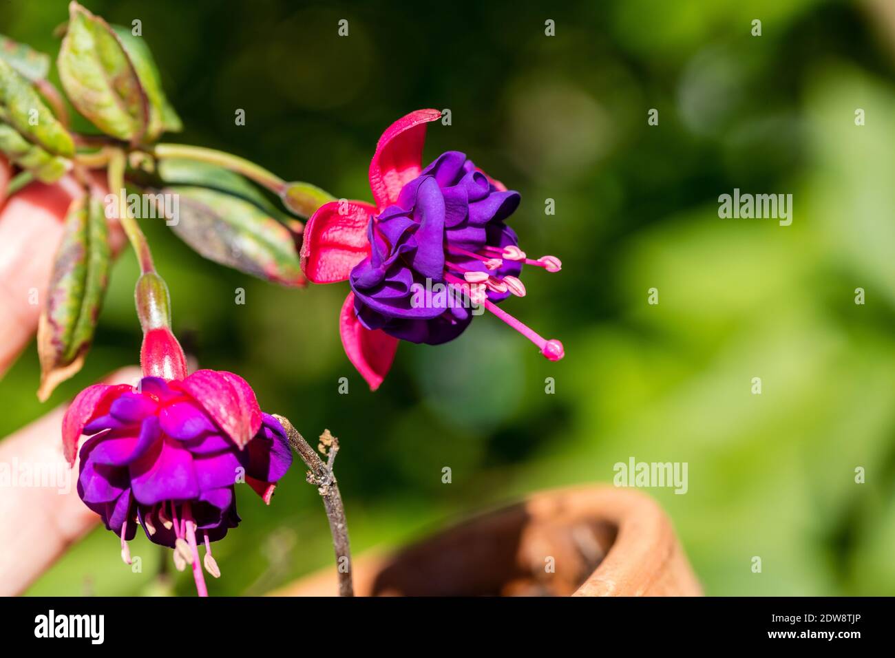 'Dular Princess' Fuchsia, Blodsdroppe (Fuchsia hybrida) Stockfoto