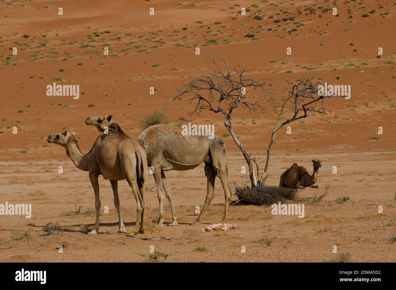 Kamele gesehen in der Wüste von Oman in der Nähe VON A'Sharqiyah Sands.oft als potenzielle Reiseziel übersehen und doch seine reiche Geschichte und Jahrhunderte alte Kultur, die so viel zu bieten hat. Oman ist eine unglaublich vielfältige Landschaft mit tropischen palmengesäumten Waden, abgelegenen Wüsten und grünen terrassenförmigen Bergen, blühenden Souks und einem der gastfreundlichsten Menschen der arabischen Golfregion und muss weitere Aufmerksamkeit verdienen. Stockfoto