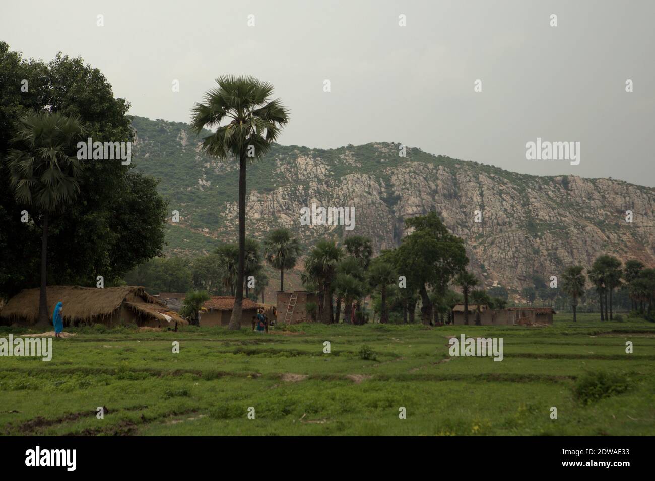 Landschaft von Faldu, einem landwirtschaftlichen Dorf in Bihar, Indien. Stockfoto