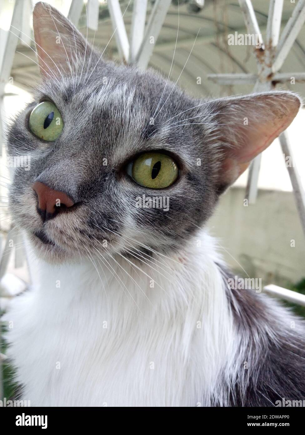 Kunstler Katze Stockfotos Und Bilder Kaufen Alamy