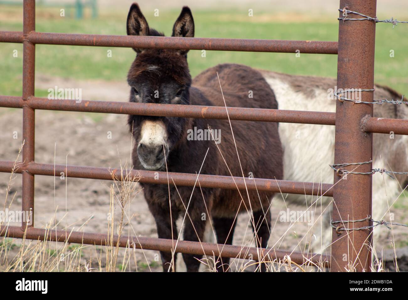 Eine Gruppe brauner Esel, die neben einem Drahtzaun steht. Hochwertige Fotos Stockfoto