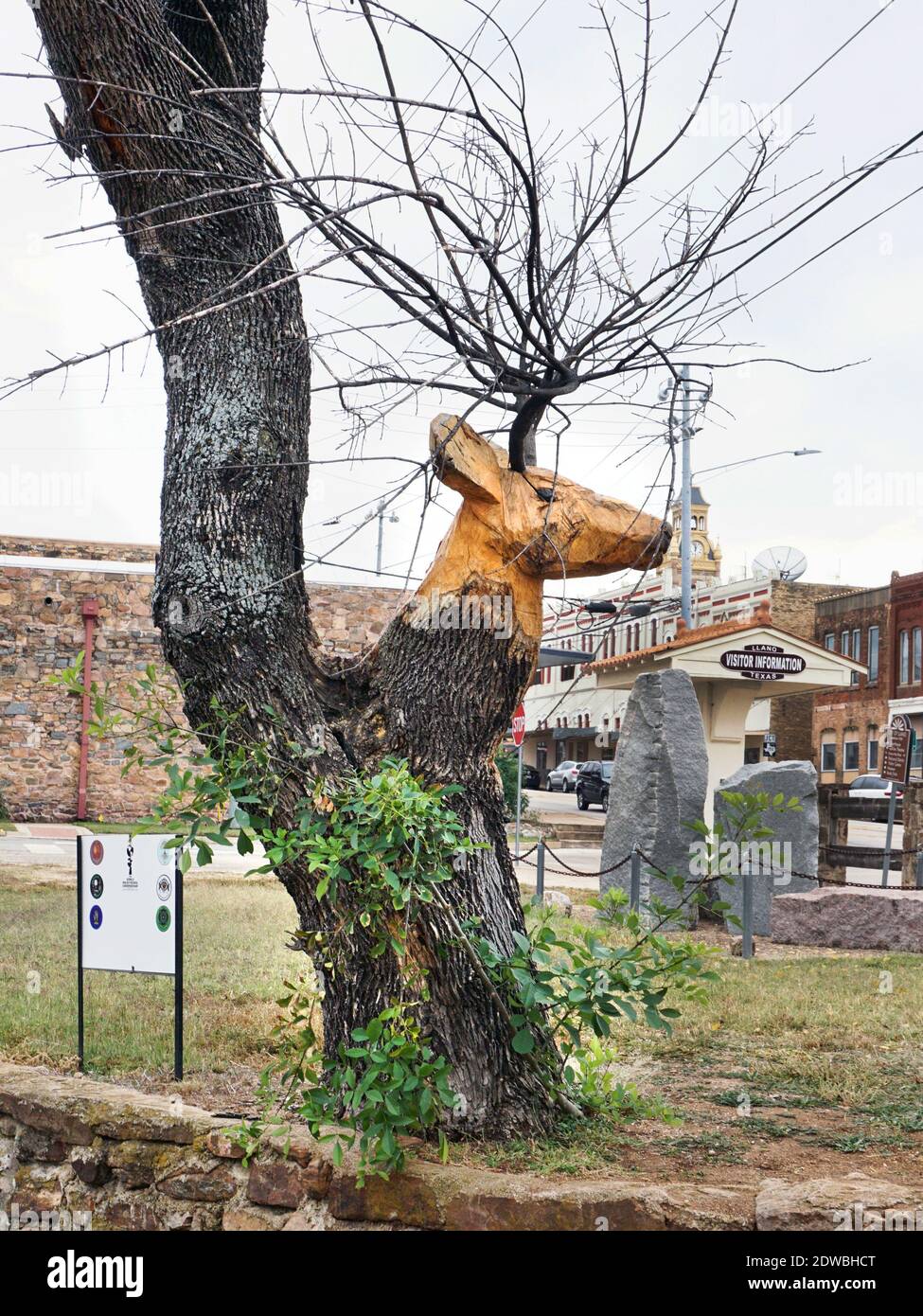 Liano, Texas - 11.11.2020 geschnitzter Hirsch Kopf in alten Baum in der Innenstadt von Liano Stadtpark von Künstler Joaquin Cortez. Liano ist als die Hauptstadt der Hirsche von Te bekannt Stockfoto
