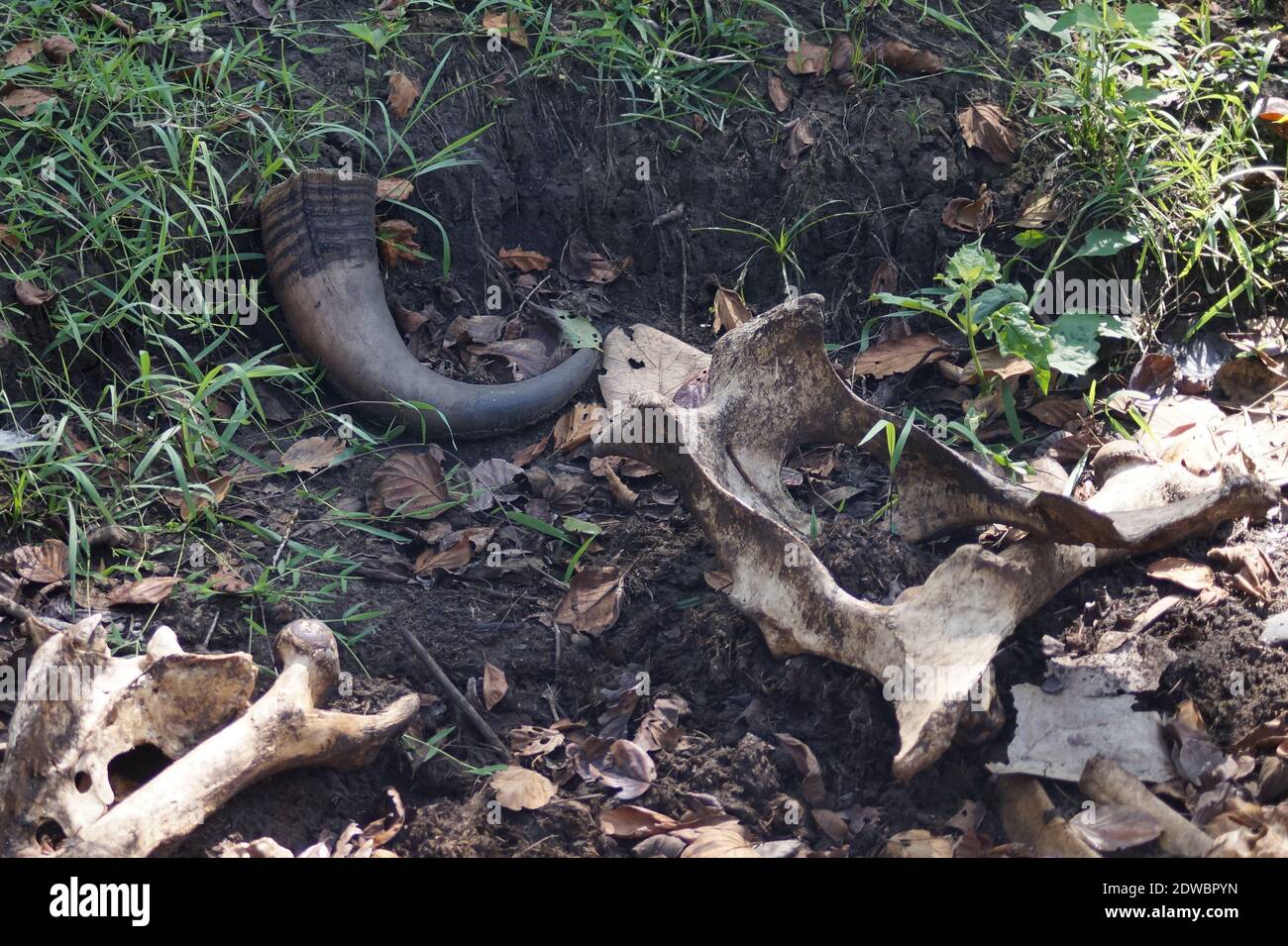 Horn und Knochen von Büffeln im Boden in wayanad Wildlife Sanctuary in kerala verfallenden. Wayanad Wildlife Sanctuary ist die zweitgrößte Wildlife Sanctuary Stockfoto