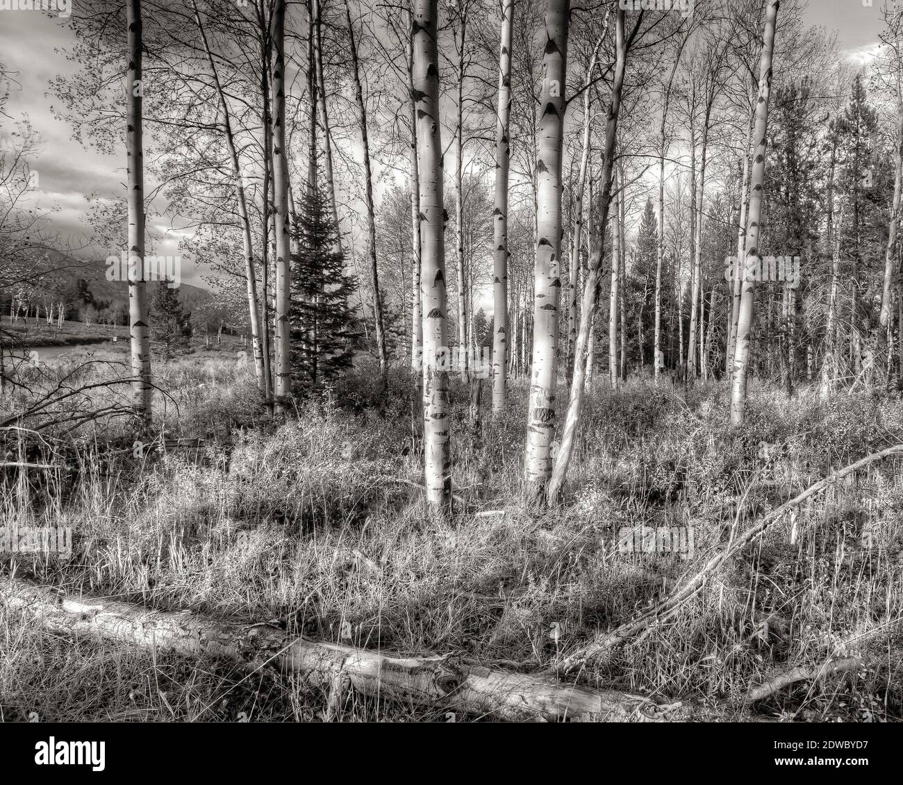 Hain of Aspen Trees im Grand Teton National Park, am Granite Canyon Trailhead Stockfoto