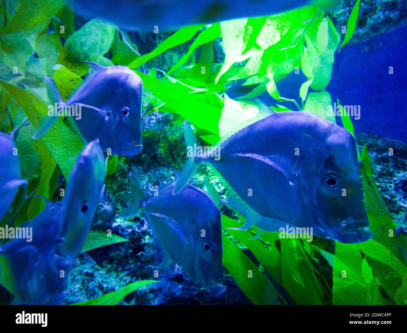 Fantastisches Aussehen von grünen Blättern und silbrig blauen Fischen Stockfoto
