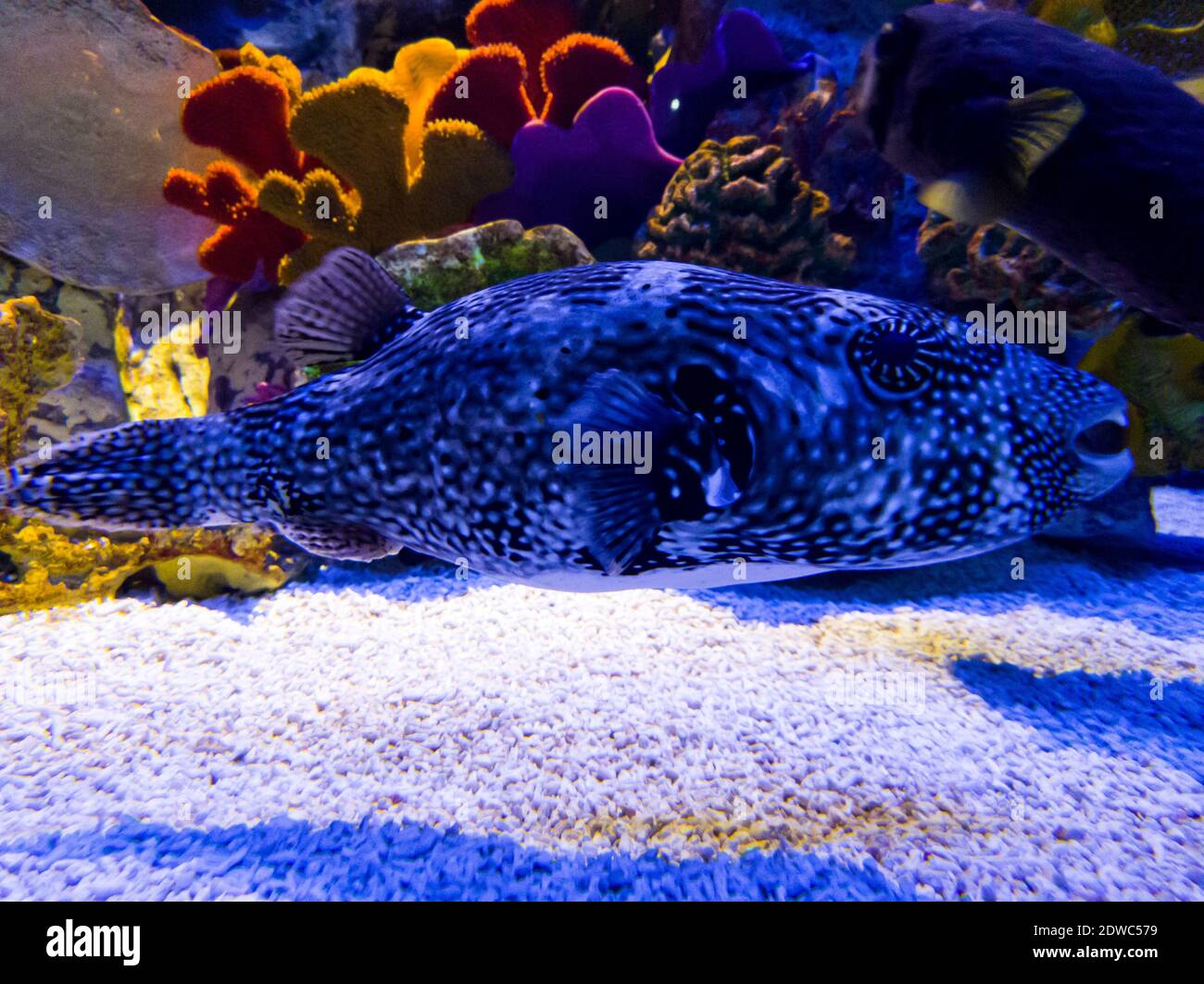 Ganzkörper-Foto von einem Bogenfisch mit einem hübschen Hintergrund Hinter Stockfoto