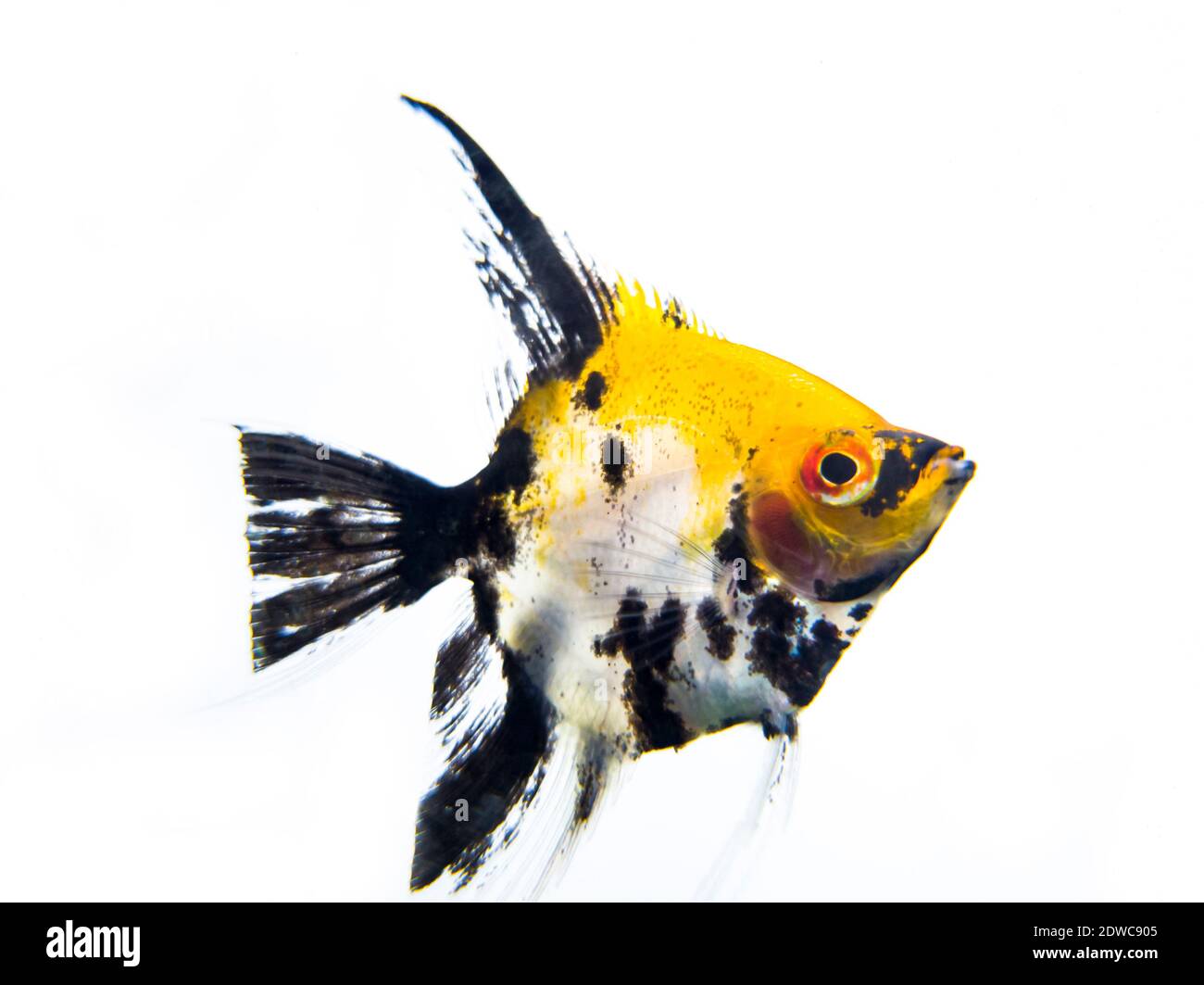 Das anmutige und herausragende Aussehen eines bunten Fisches Stockfoto