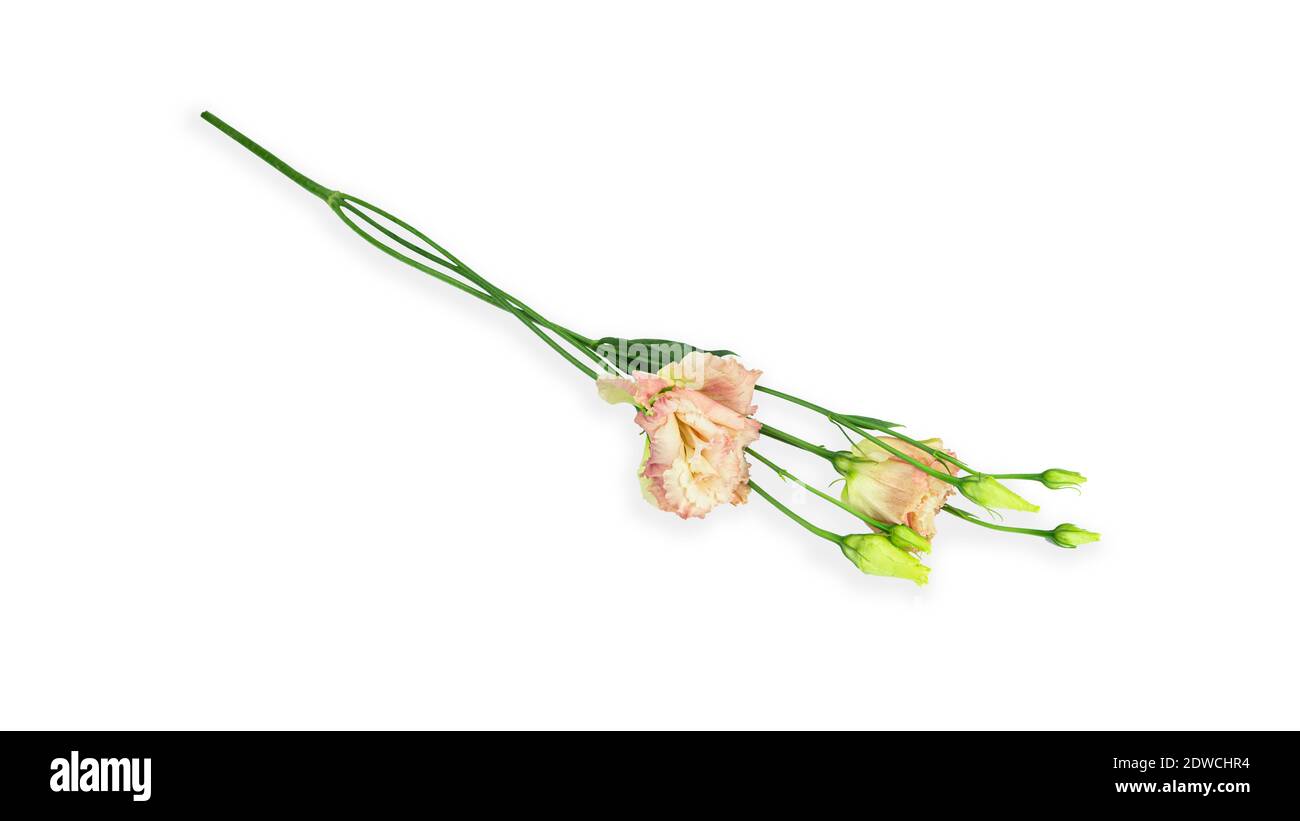 Eustoma Blume auf weißem Hintergrund. Lisianthus. Hochwertige Fotos Stockfoto