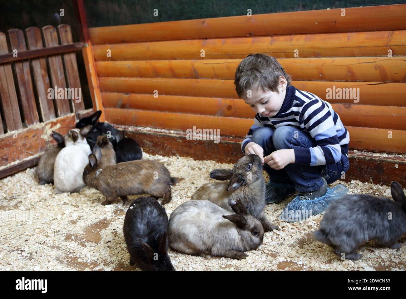 Junge füttert Kaninchen auf dem Hof innen Stockfoto