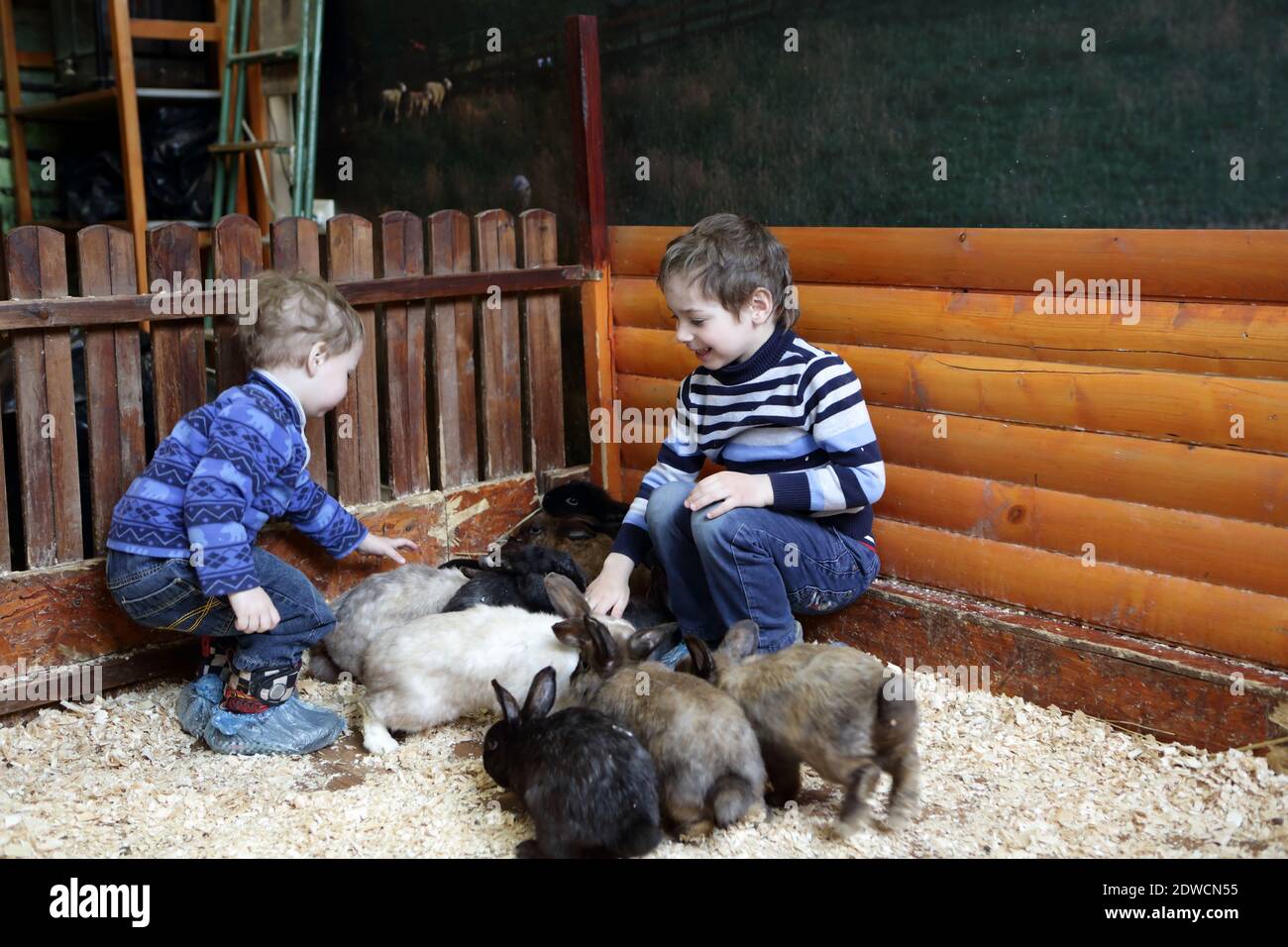Brüder spielen mit Kaninchen auf dem Bauernhof Stockfoto