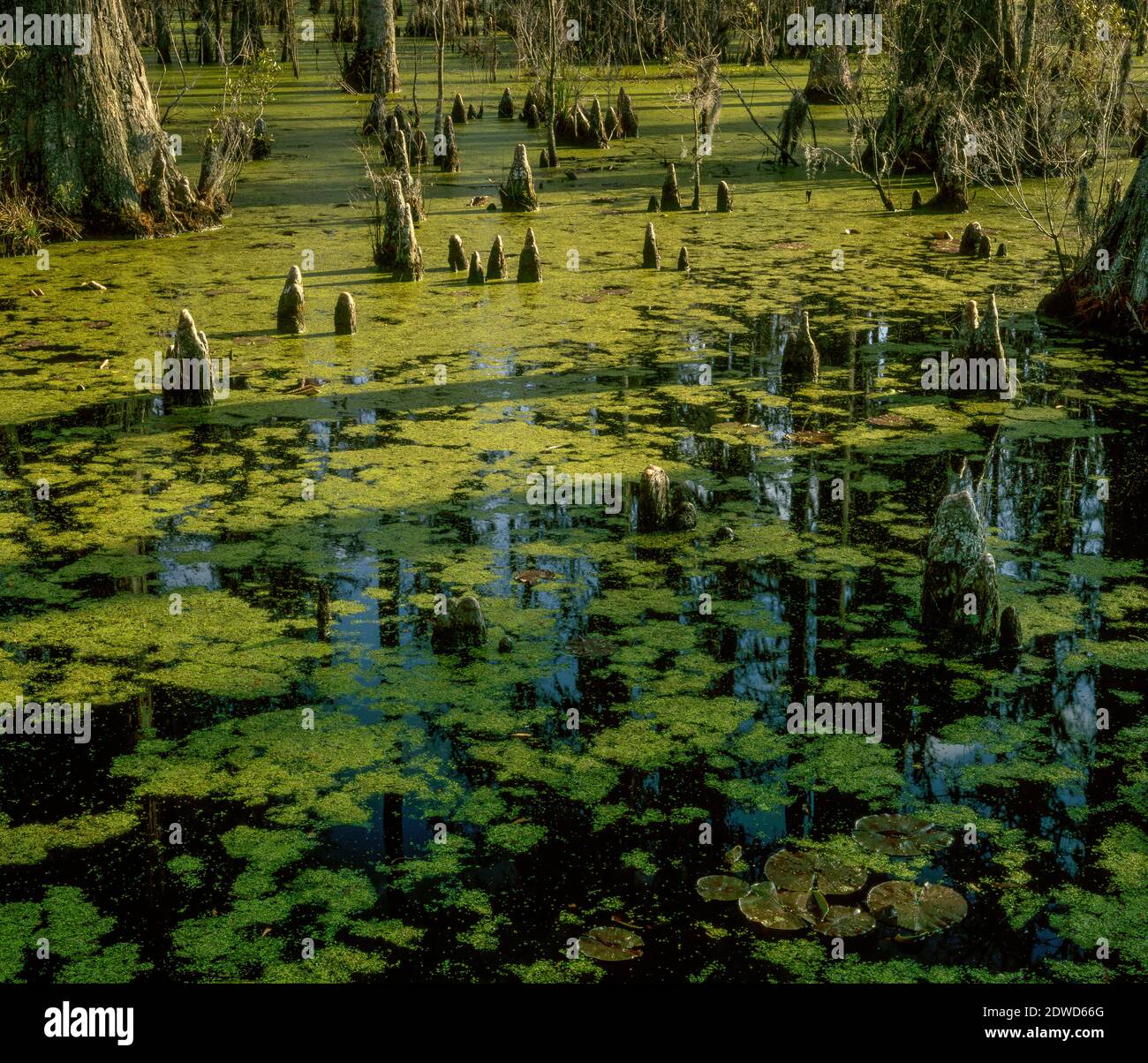 Cypress Garden, kahlen Zypresse, distichum Taxodium distichum, Francis Marion National Forest, South Carolina Stockfoto