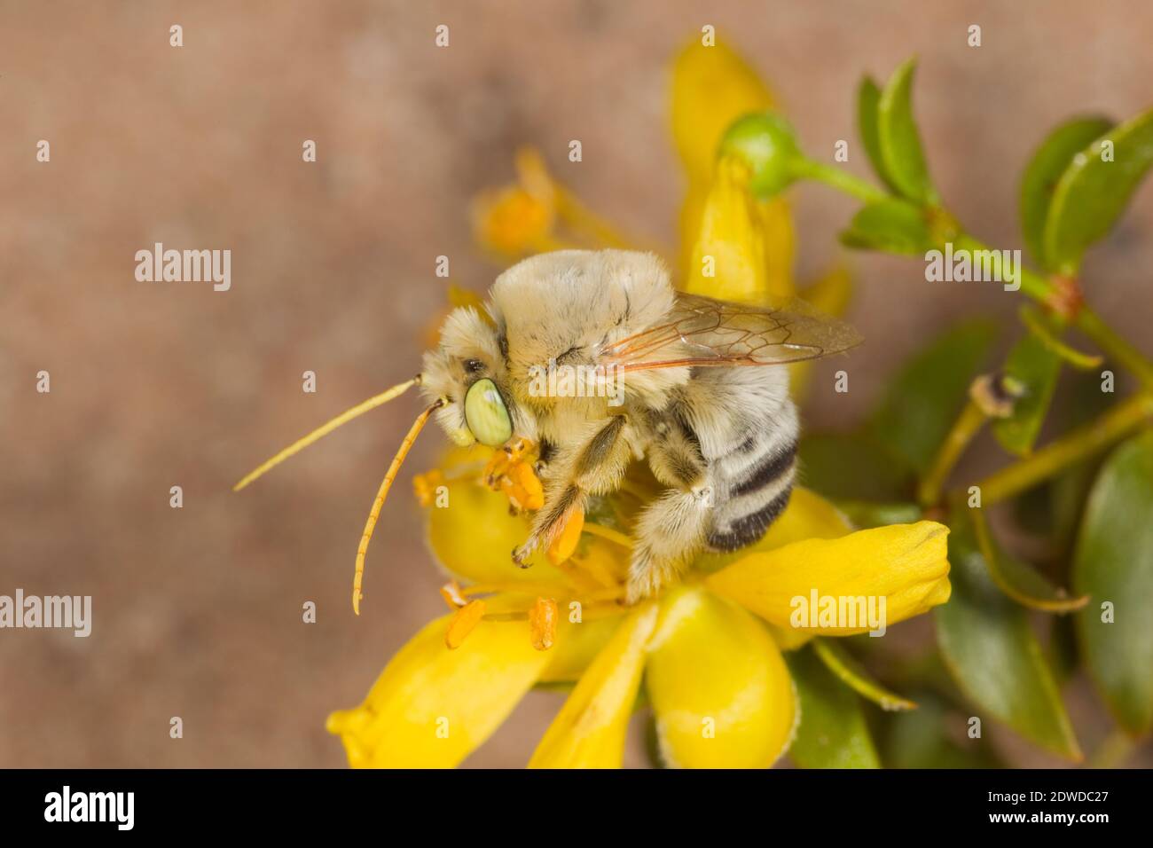 WESTERN Morning Long-horned Bee Male, Martinapis occidentalis, Apidae. Gehäuselänge 12 mm. Auf Kreosot Bush, Larrea tridentata, Zygophyllaceae. Stockfoto
