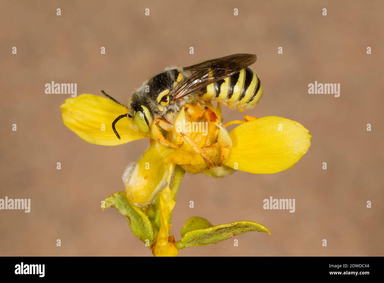 Blattkutter Biene Männchen, Trachusa larreae, Megachilidae. Gehäuselänge 10 mm. Nectaring bei creosote Bush, Larrea tridentata, Zygophyllaceae. Stockfoto