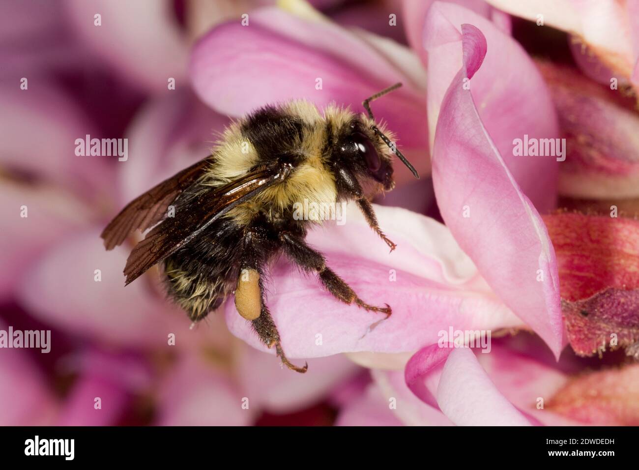 Schwarzschwanz-Bumble Bee weiblich, Bombus melanopygus, Apidae. Gehäuselänge 12 mm. Nectaring bei New Mexico Locust, Robinia neomexicana, Fabaceae. Stockfoto