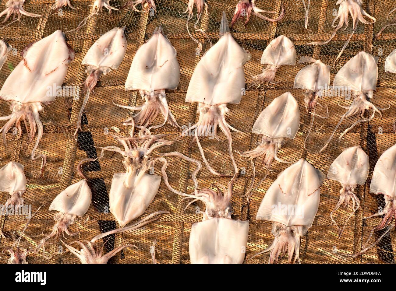 Tintenfischtrocknung im Jade Taw Fischerdorf, Thandwe Bezirk, Rakhine Staat, Myanmar. Stockfoto