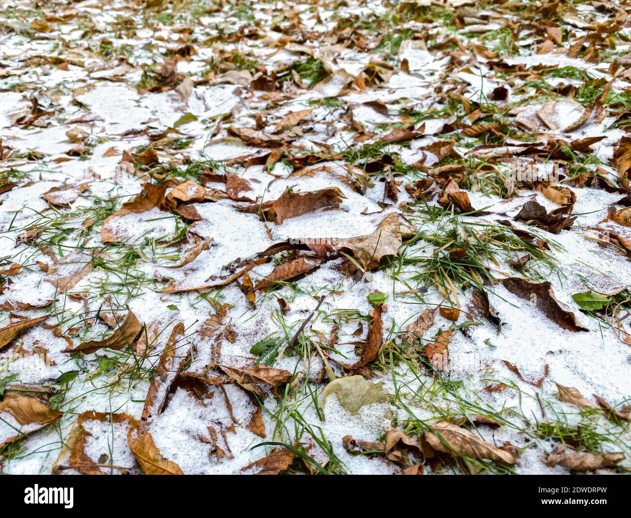 Getrocknete braun gefallene Herbstblätter bedeckt mit Schnee auf dem Boden. Natürlicher Hintergrund Stockfoto