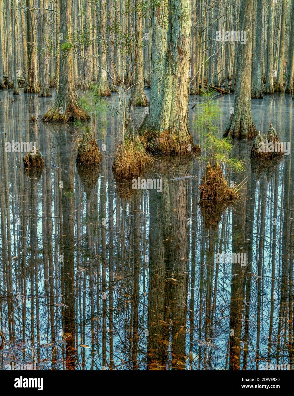 Bald Cypress, Taxodium destichum, Willow Hall Swamp, Francis Marion National Forest, South Carolina Stockfoto