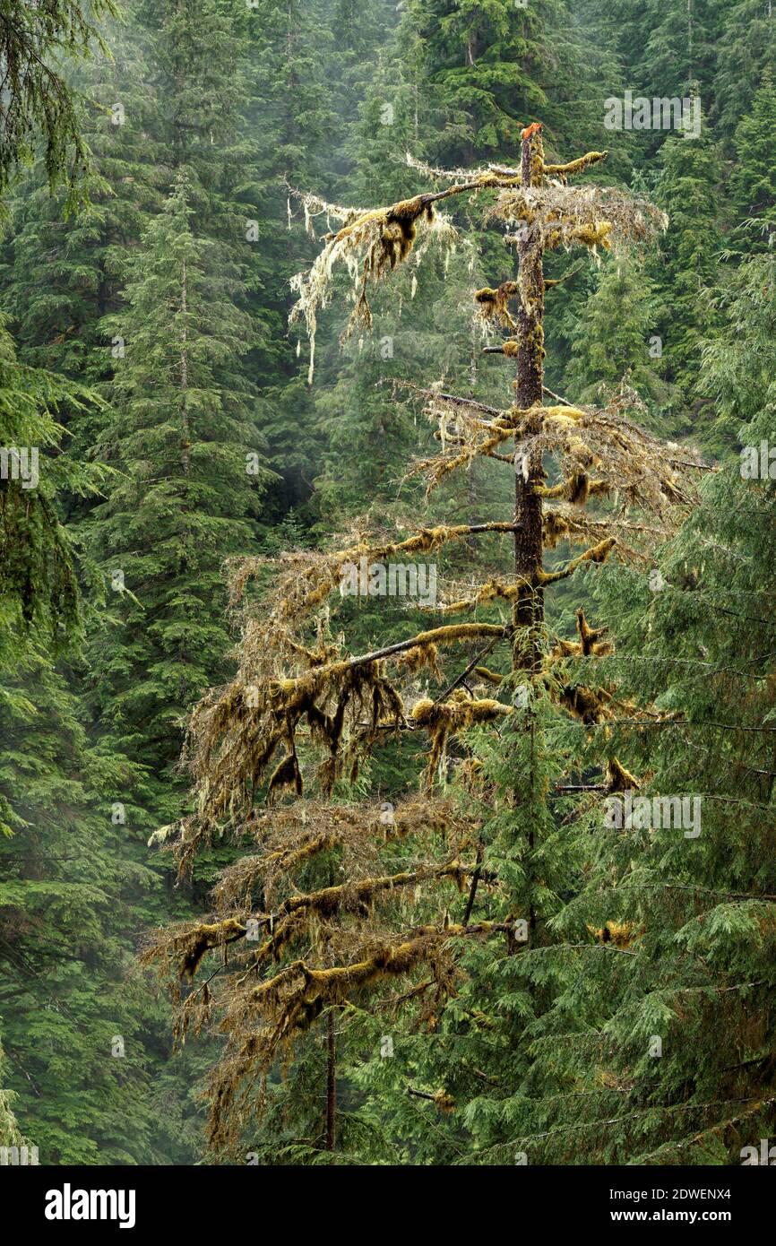 Nebelwald, Boulder River Trail, Boulder River Wilderness, Central Cascades, Washington, USA Stockfoto