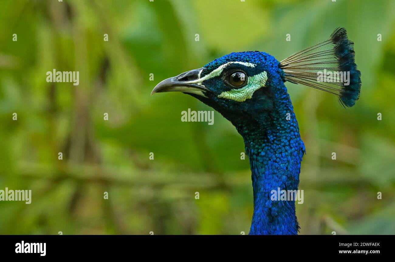 Ein magischer majestätischer Anblick, schöner indischer Pfauenkopf. Pfauenhuhn mit engem Schwanz, schönes repräsentatives Exemplar eines männlichen Pfaus in tollen Farben Stockfoto