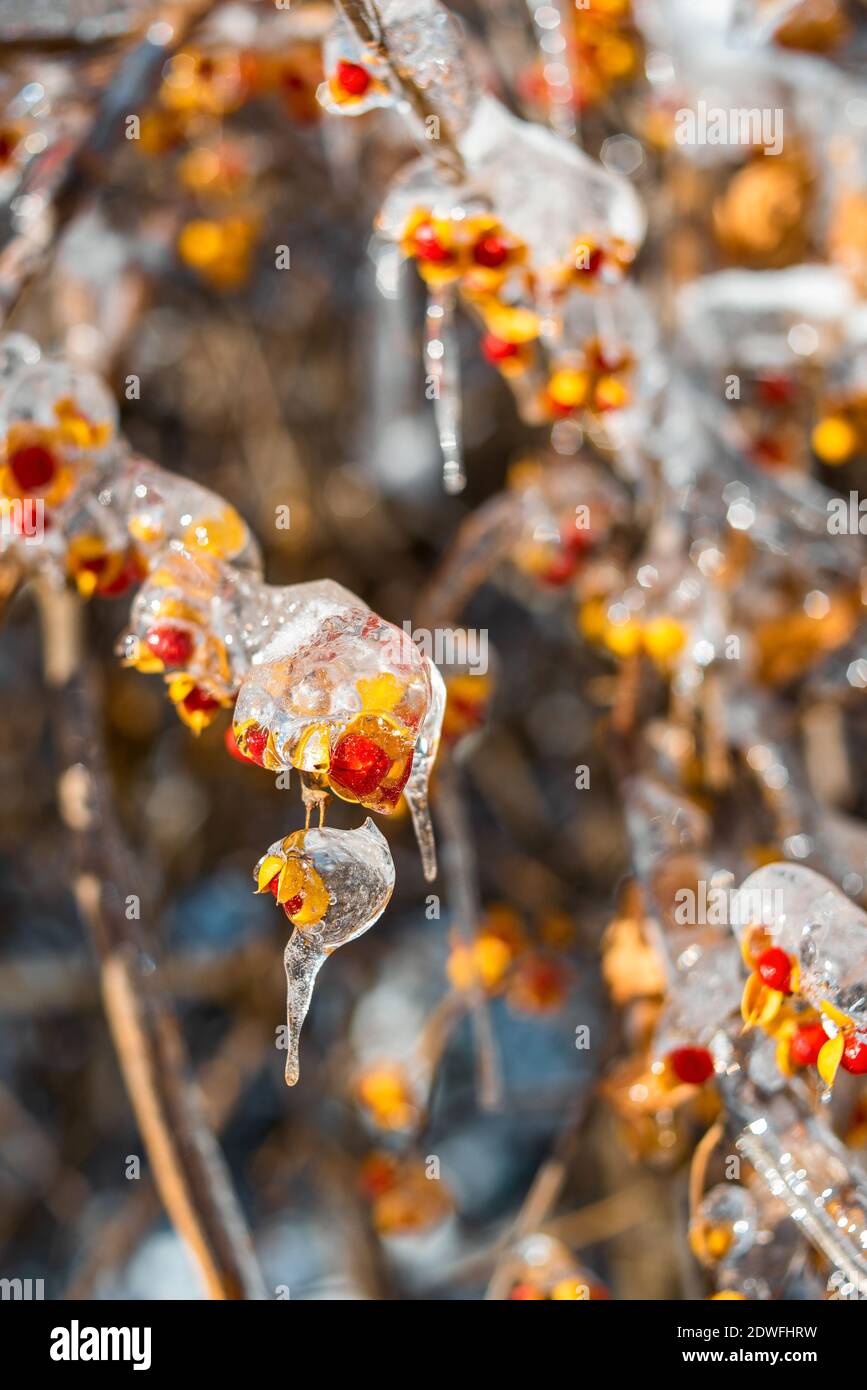 Äste mit roten orangefarbenen Beeren, bedeckt mit glitzerndem Eis und Schnee, leuchten in der Sonne. Schneebedecktes frostiges Wetter. Wunderschöne Wintersaison. Stockfoto