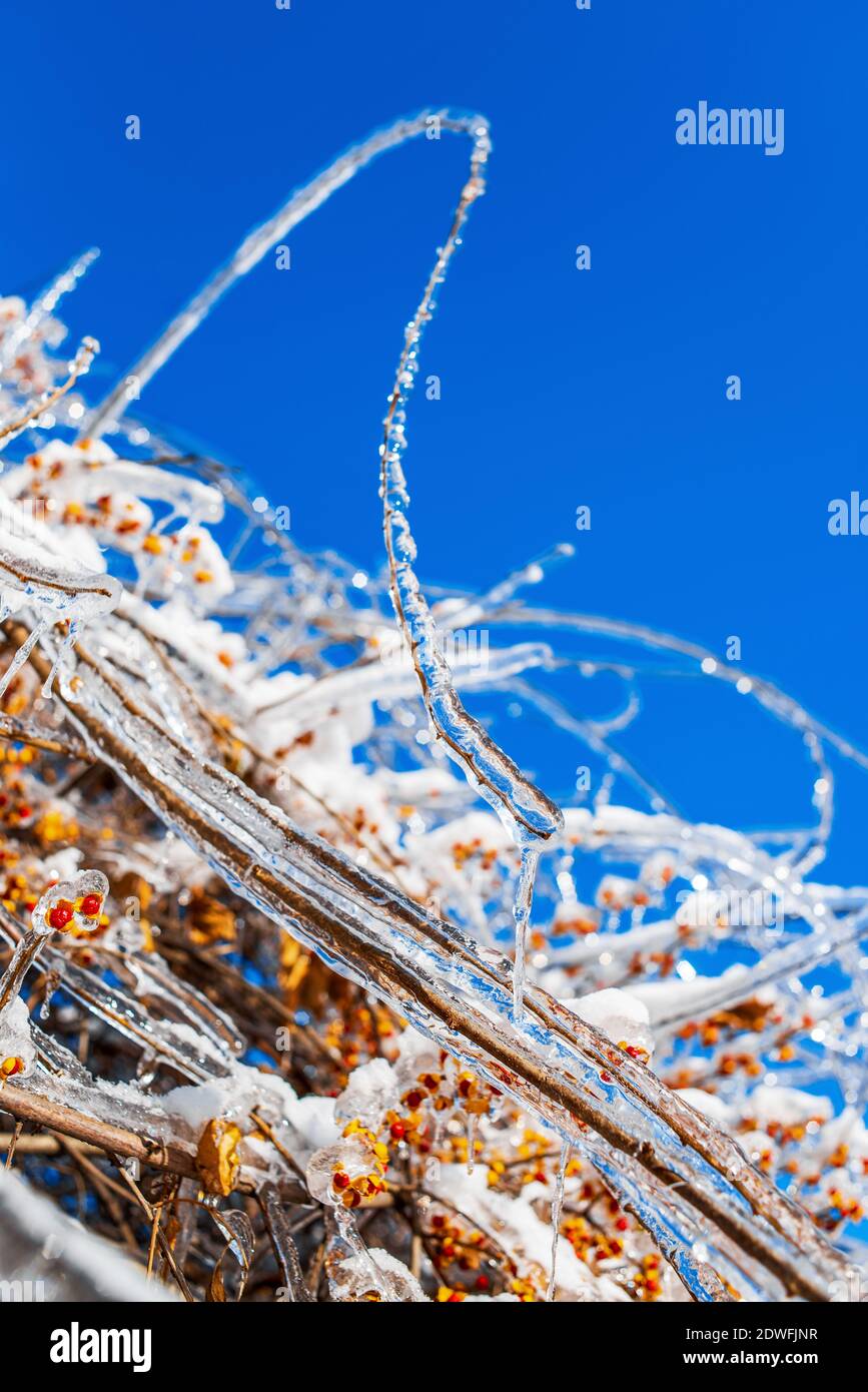 Baumzweige mit roten orangefarbenen Beeren, bedeckt mit glitzerndem Eis und Schnee, die auf dem blauen Himmel Hintergrund leuchten. Frostiges Schneewetter. Wintersaison. Stockfoto