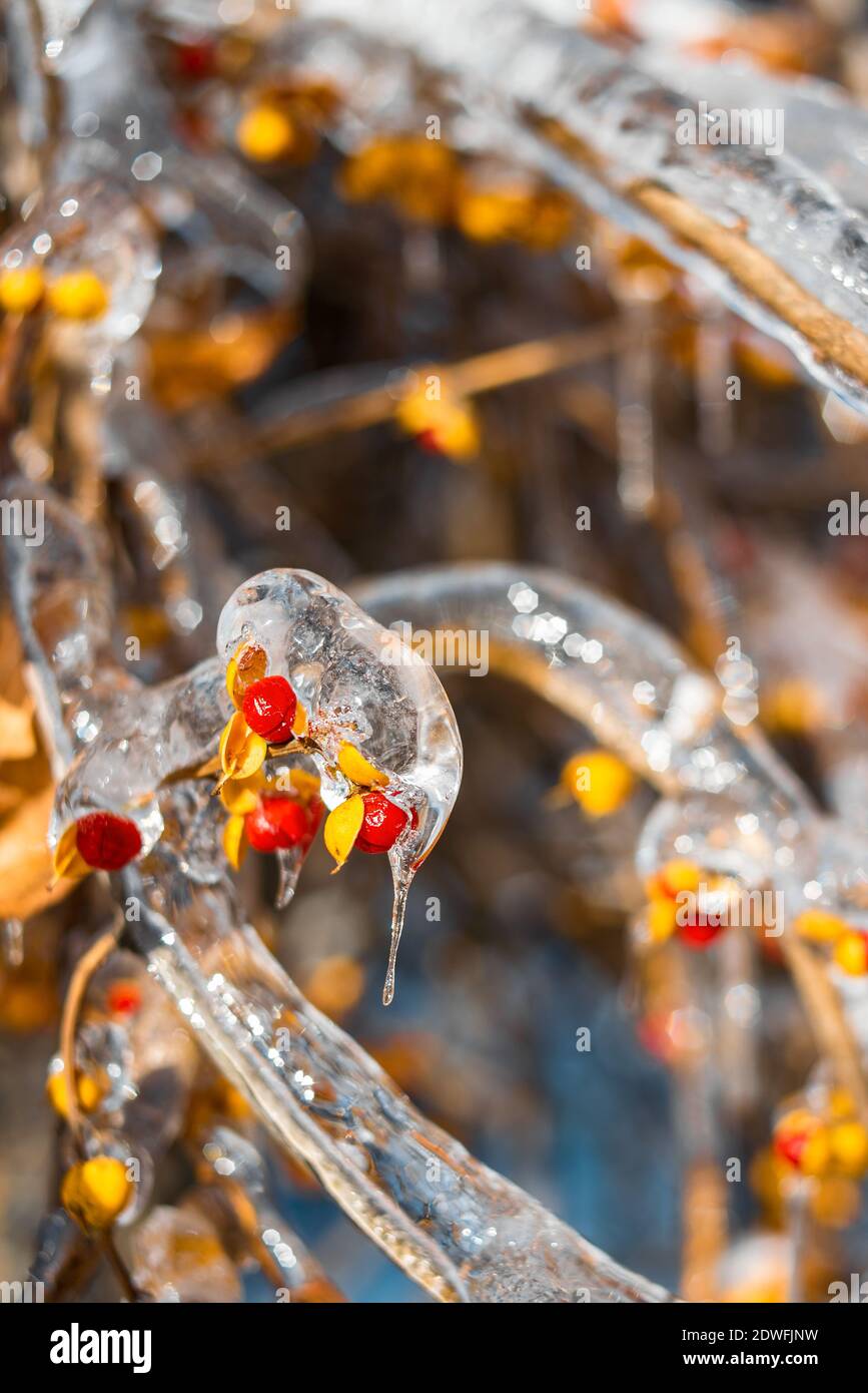 Äste mit roten orangefarbenen Beeren, bedeckt mit glitzerndem Eis und Schnee, leuchten in der Sonne. Winter frostigen Schnee Wetter. Natürlicher festlicher Hintergrund. Stockfoto