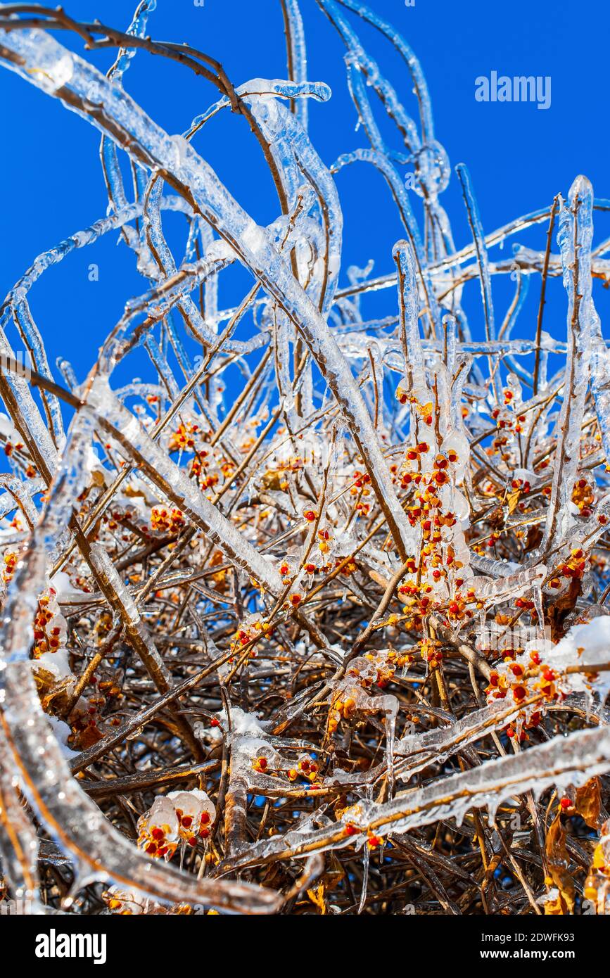 Baumzweige mit roten orangefarbenen Beeren, bedeckt mit glitzerndem Eis und Schnee, die auf dem blauen Himmel Hintergrund leuchten. Frostiges Schneewetter. Wintersaison. Stockfoto