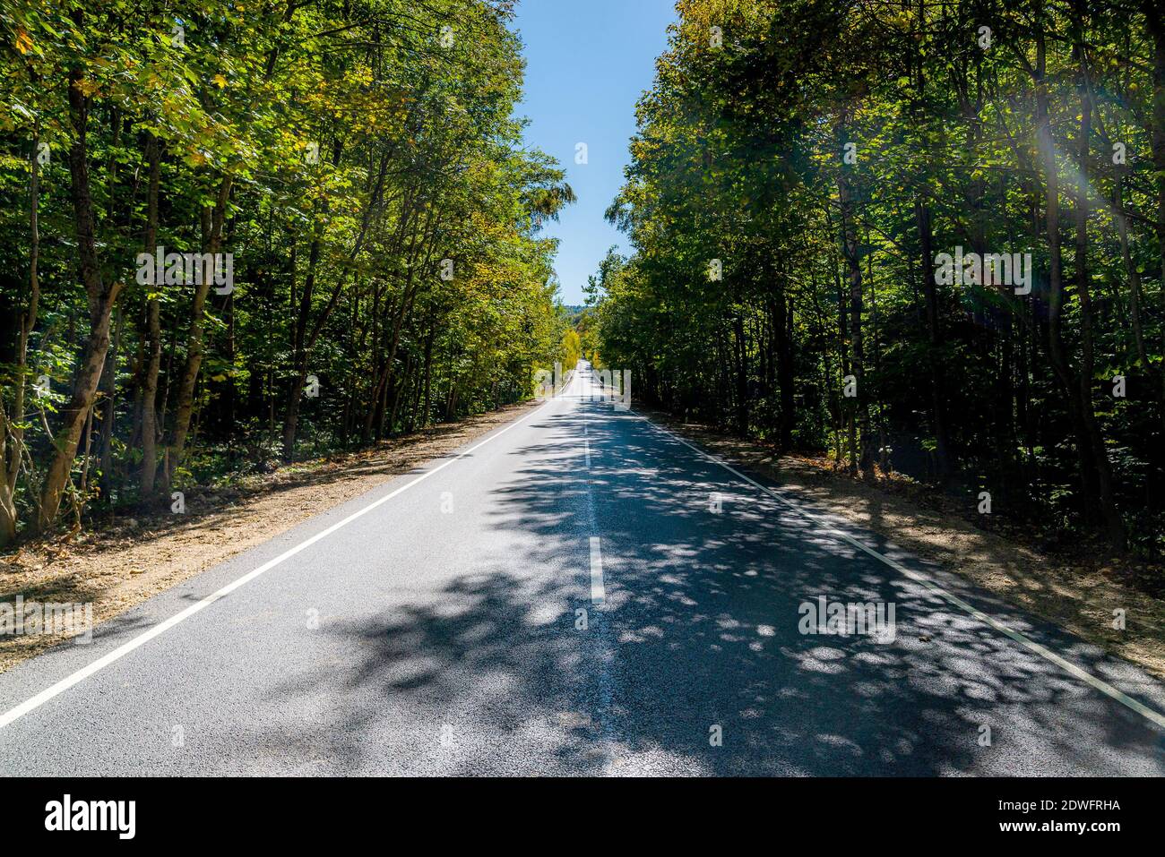 Summer Country Road Mit Bäumen Neben Konzept. Stockfoto