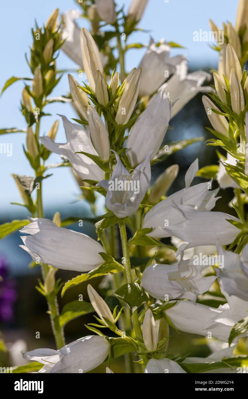 Riesige Glockenblume, Hässleklocka (Campanula latifolia) Stockfoto