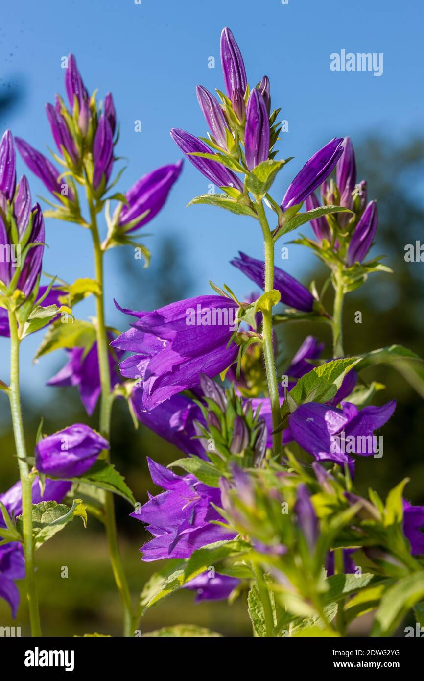 Riesige Glockenblume, Hässleklocka (Campanula latifolia) Stockfoto