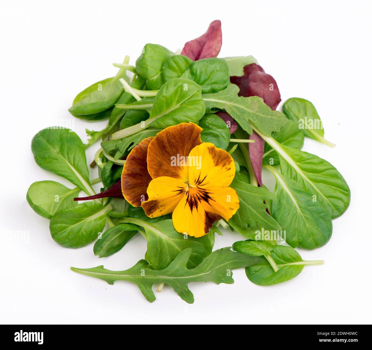 Salat mit Rucola Spinatsalat rot auf weiß verrühren Hintergrund Stockfoto