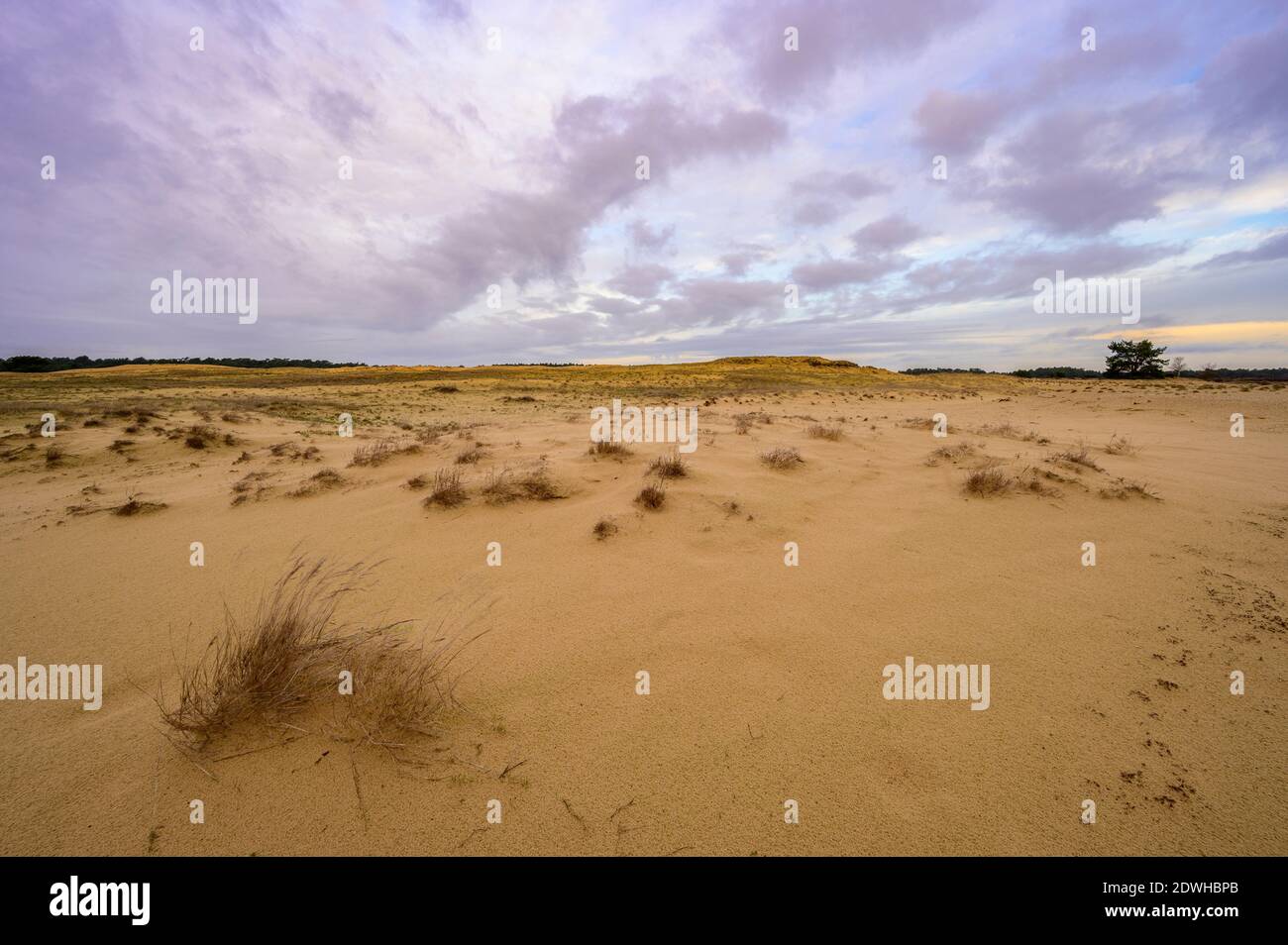 Sanddünen mit Gras unter einem wolkigen Himmel im Hoge Veluwe NP, Niederlande Stockfoto